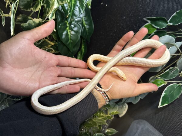 Serpiente del maiz snow tessera sub