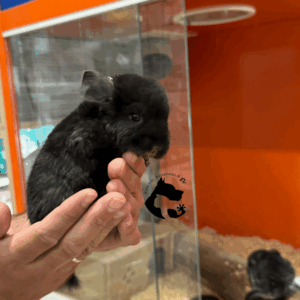 Chinchilla Black Solid