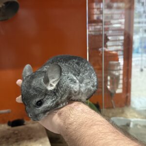 Chinchilla Gris