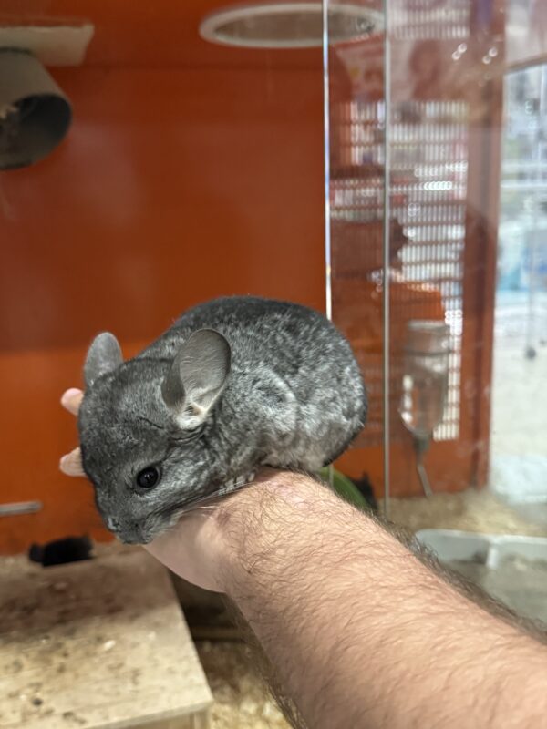 Chinchilla Gris