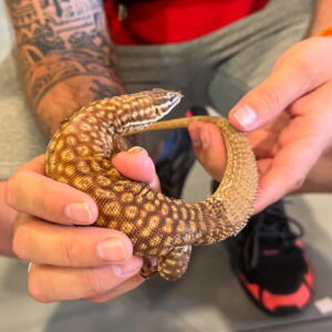 VARANUS ACANTHURUS