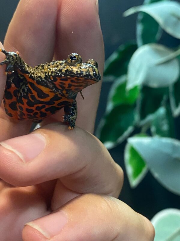 Bombina Orientalis - Imagen 2