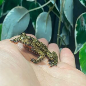Bombina Orientalis