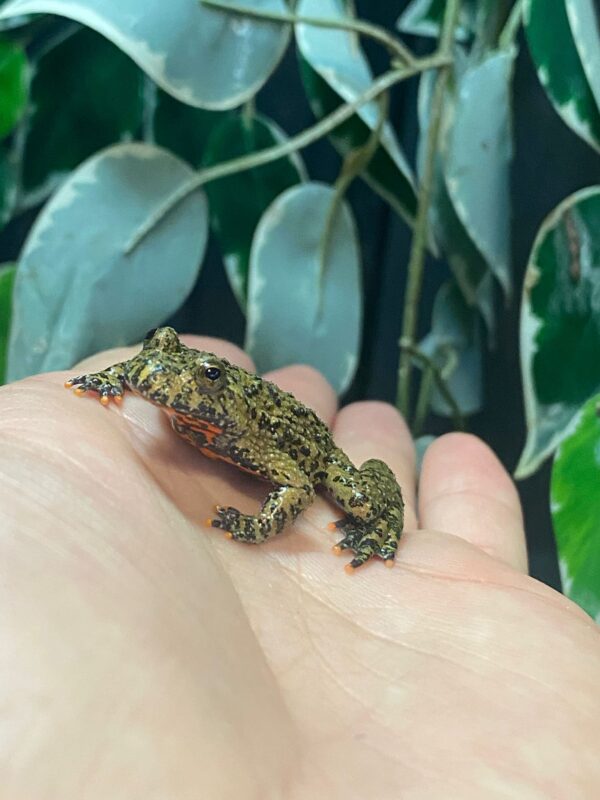 Bombina Orientalis