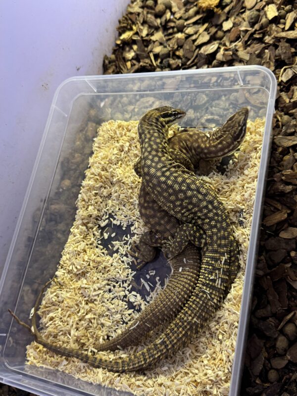 VARANUS ACANTHURUS - Imagen 2