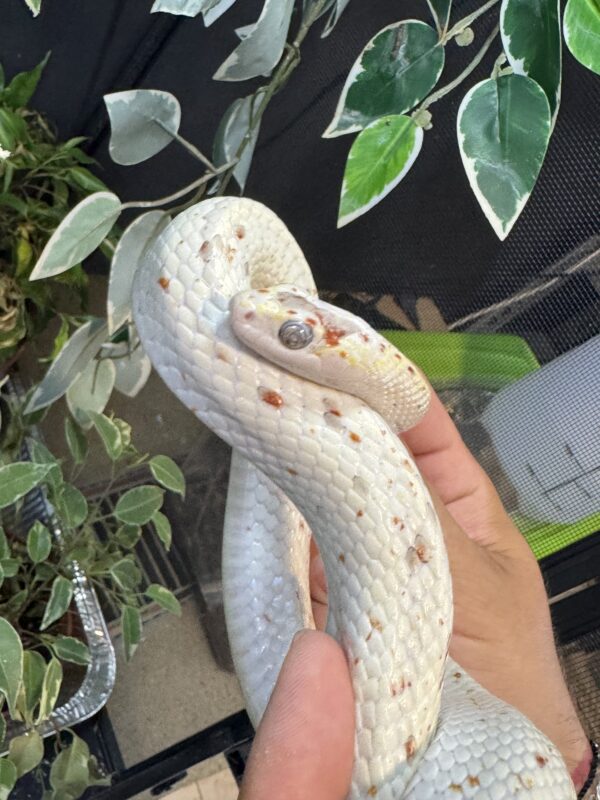 Palmetto het Amel Adulto
