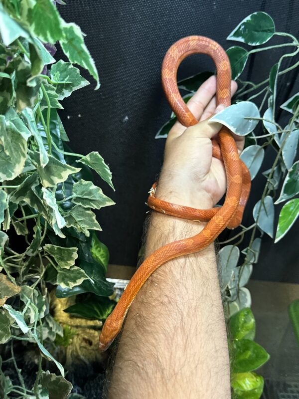 Pareja Bloodred pied het scaleless - Imagen 2