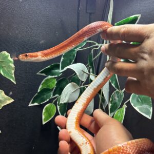 Pareja Bloodred pied het scaleless