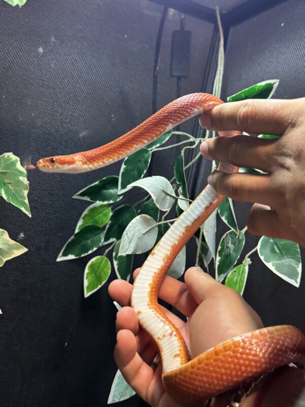 Pareja Bloodred pied het scaleless