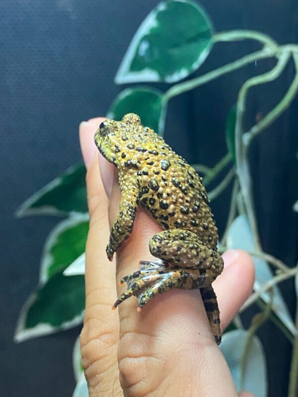 Bombina Orientalis - Imagen 3