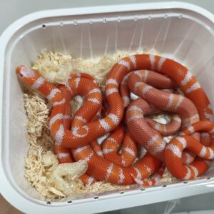 Lampropeltis Hondurensis Albino