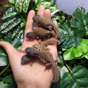 Uromastyx nigriventris