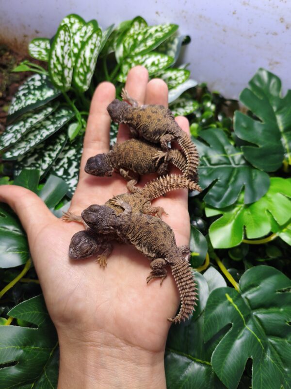 Uromastyx nigriventris