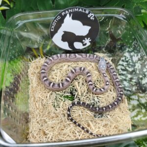 Scaleless Anery het Snow