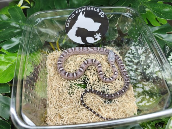 Scaleless Anery het Snow