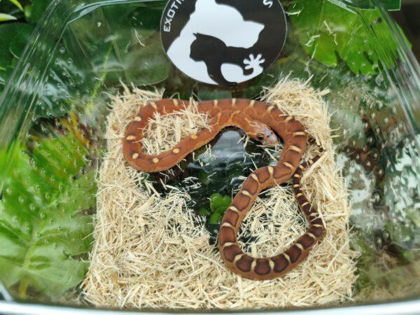 Scaleless het Snow - Imagen 2