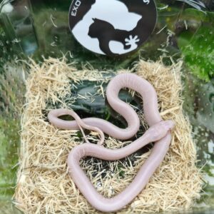 Scaleless Snow sin Patron