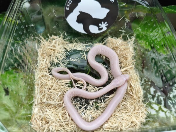 Scaleless Snow sin Patron