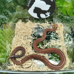 Scaleless Tessera het Caramel