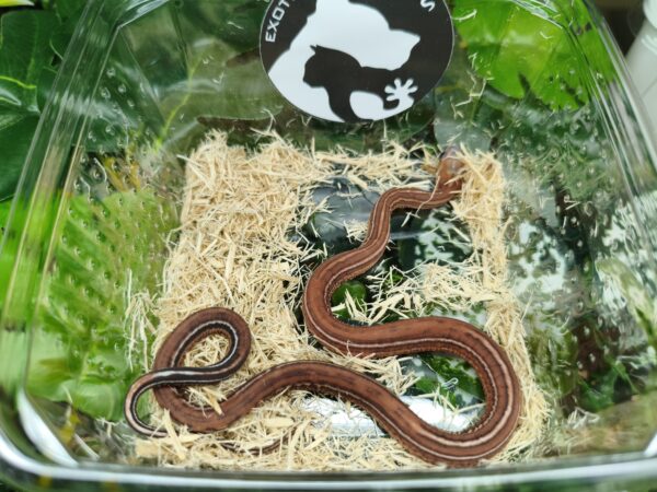 Scaleless Tessera het Caramel