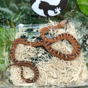 Scaleless het Snow