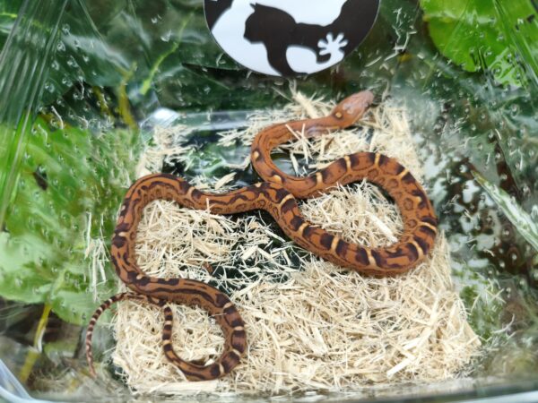 Scaleless het Snow