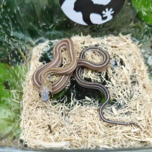 Scaleless Caramel Tessera