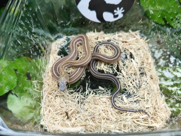 Scaleless Caramel Tessera