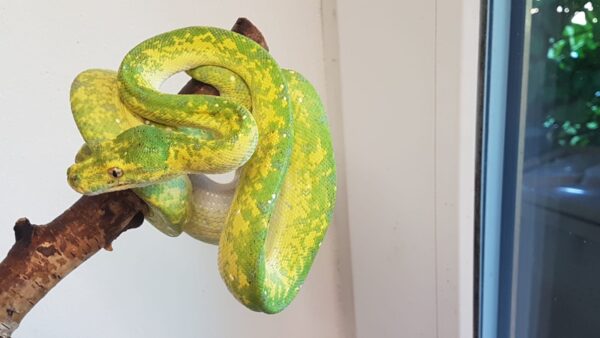 Morelia Viridis Biak Macho - Imagen 2