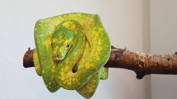 Morelia Viridis Biak Macho