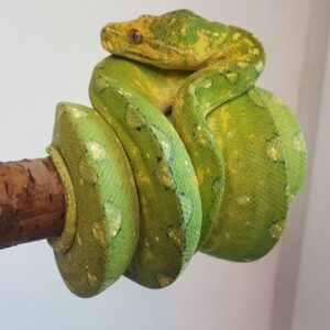Morelia Viridis Biak Hembra
