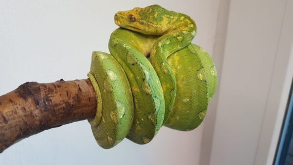 Morelia Viridis Biak Hembra
