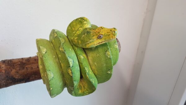 Morelia Viridis Biak Hembra - Imagen 2