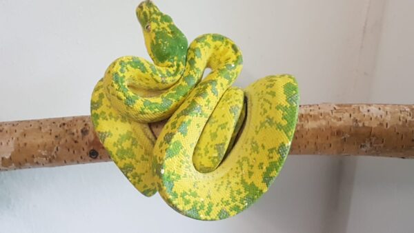 Morelia Viridis Biak Hembra - Imagen 2