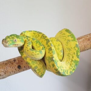 Morelia Viridis Biak Hembra