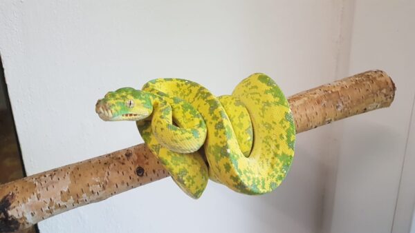 Morelia Viridis Biak Hembra