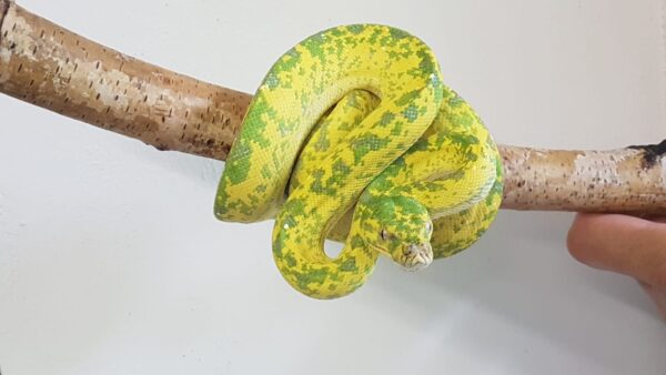 Morelia Viridis Biak Hembra - Imagen 3