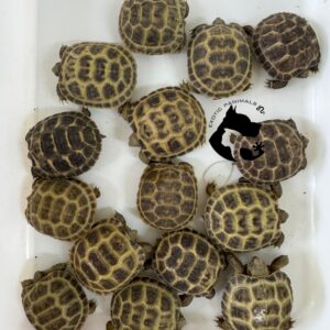 Tortuga Rusa (Agrionemys Horsfieldii)