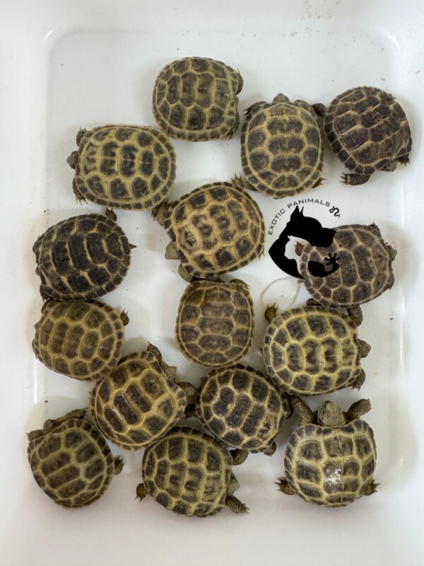 Tortuga Rusa (Agrionemys Horsfieldii)