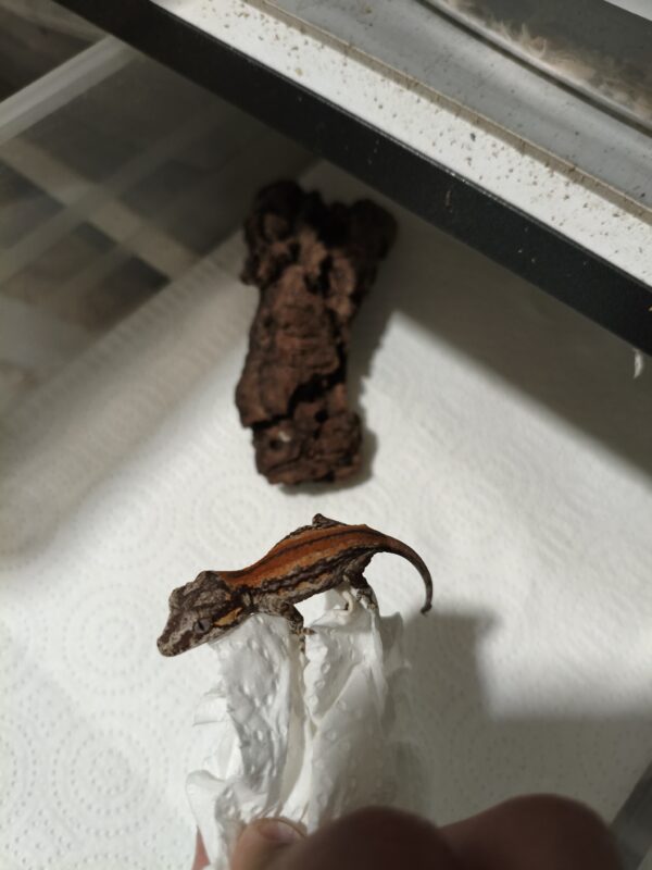 Rhacodactylus auriculatus Red Stripe - Imagen 4