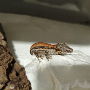 Rhacodactylus auriculatus Red Stripe