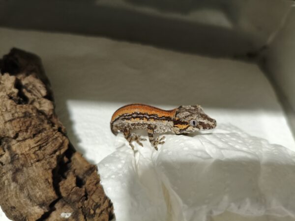 Rhacodactylus auriculatus Red Stripe