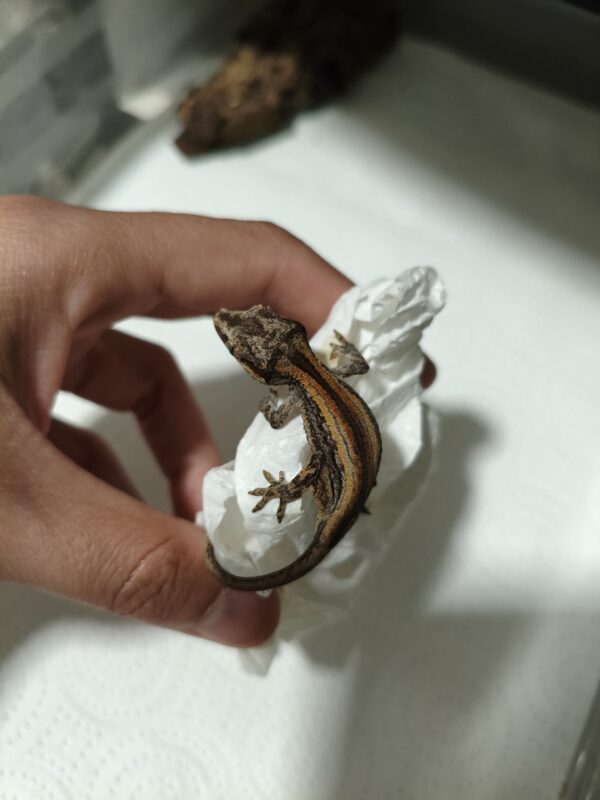 Rhacodactylus auriculatus Red Stripe - Imagen 2
