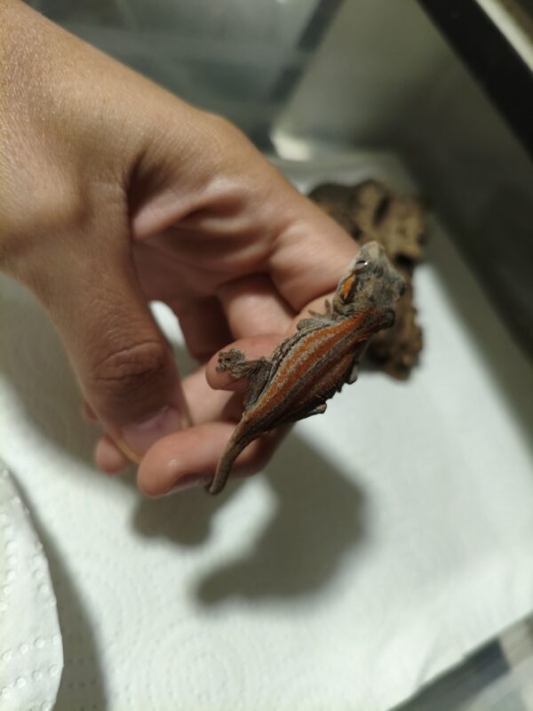 Rhacodactylus auriculatus Red Stripe - Imagen 3