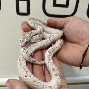 Obsoleta White Side het Scaleless Albino Hembra