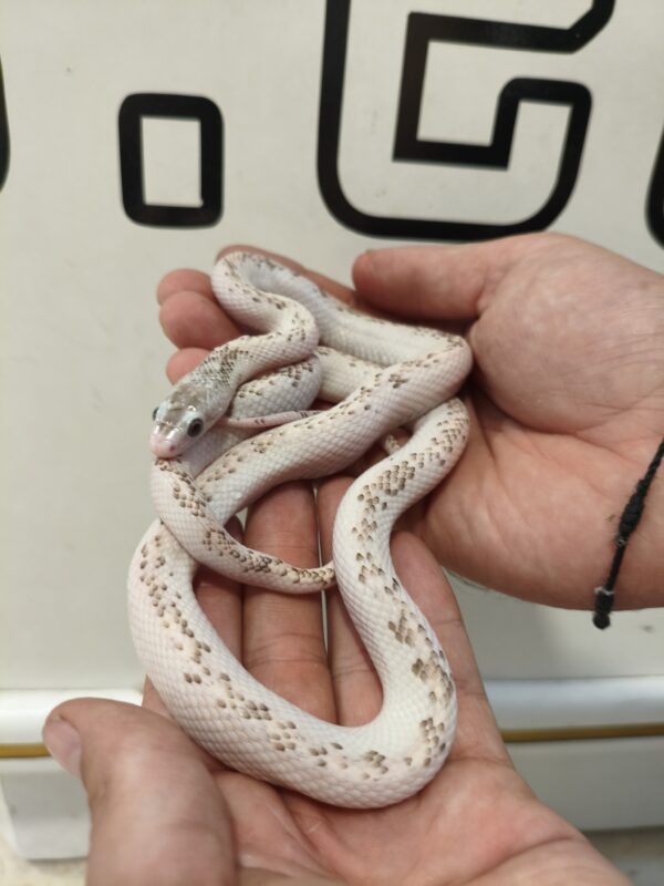 Obsoleta White Side het Scaleless Albino Hembra