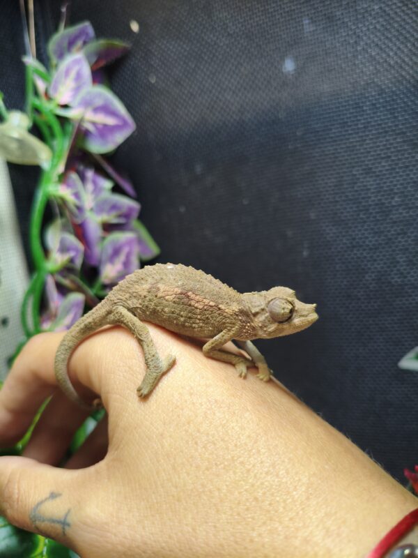 Trioceros Jacksonii - Imagen 3