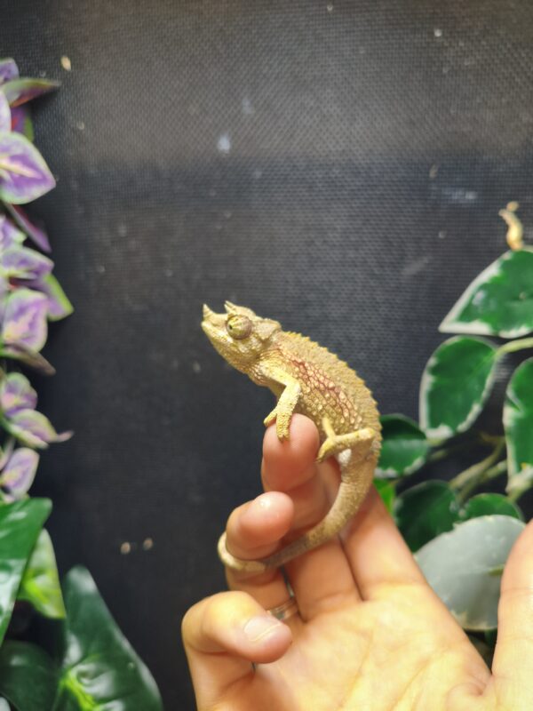 Trioceros Jacksonii - Imagen 4
