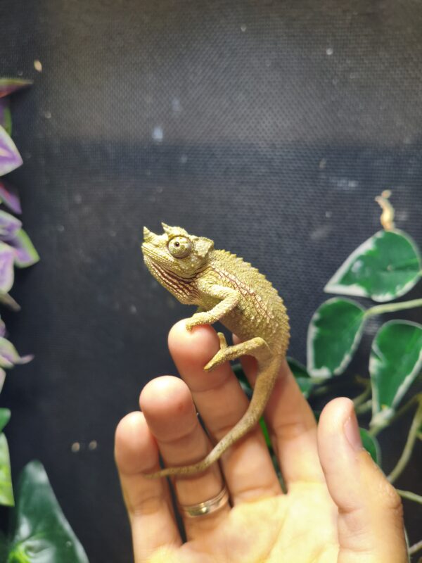 Trioceros Jacksonii - Imagen 5