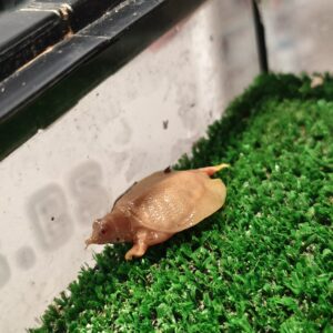 Pelodiscus sinensis Albina